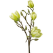 Greenmoods Kunstig Magnolia Gren Hvit/Grønn 50cm