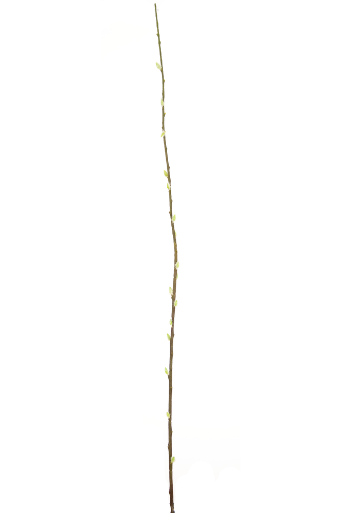 Greenmoods Kunstig Gåsunge Salix Gren 150cm