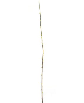 Greenmoods Kunstig Gåsunge Salix Gren 150cm Greenmoods Kunstig Gåsunge Salix Gren 150cm