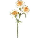 Greenmoods Kunstig Scabiosa Stilk Fersken 70cm Greenmoods Kunstig Scabiosa Stilk Fersken 70cm