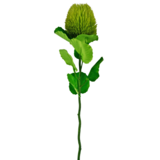 Greenmoods Kunstig Protea Banksia Grønn 59cm Greenmoods Kunstig Protea Banksia Grønn 59cm