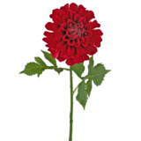 Greenmoods Kunstig Georgine Dahlia Rød 50cm Greenmoods Kunstig Georgine Dahlia Rød 50cm