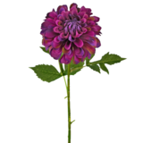 Greenmoods Kunstig Georgine Dahlia Lilla 50cm