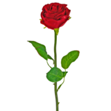 Greenmoods Kunstig Rose Classic Rød 54cm Greenmoods Kunstig Rose Classic Rød 54cm