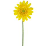 Greenmoods Kunstig Gerbera Gul 53cm Greenmoods Kunstig Gerbera Gul 53cm