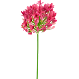 Greenmoods Kunstig Agapanthus Rosa 75cm Greenmoods Kunstig Agapanthus Rosa 75cm