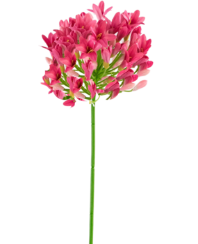 Greenmoods Kunstig Agapanthus Rosa 75cm Greenmoods Kunstig Agapanthus Rosa 75cm