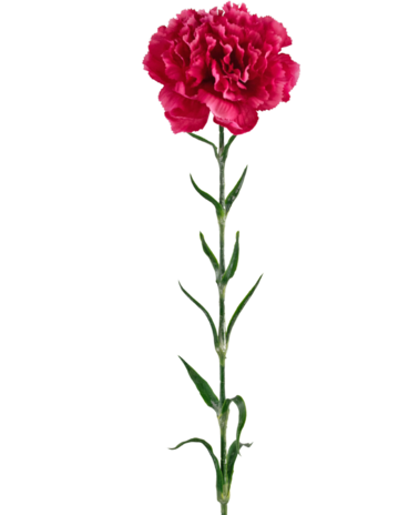 Greenmoods Kunstig Nellikblomst Rosa 69cm