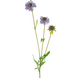 Greenmoods Kunstig Scabiosa stilk Lavendel 63cm
