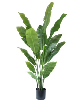 Greenmoods Kunstig Strelitzia Nicolai Deluxe 195 cm
