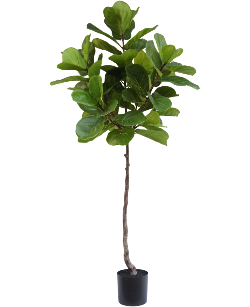 Greenmoods Kunstige Fiolin fiken 180cm