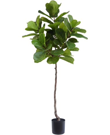 Greenmoods Kunstige Fiolin fiken 180cm