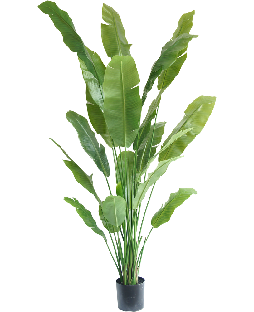 Greenmoods Kunstig Strelitzia Nicolai Deluxe 210cm