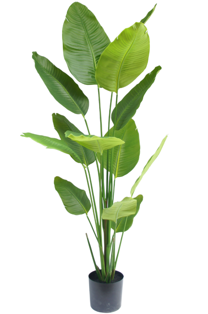 Greenmoods Kunstig Strelitzia Real Touch 180cm