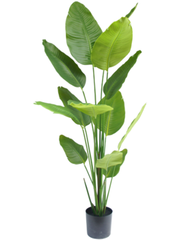Greenmoods Kunstig Strelitzia Real Touch 180cm