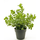 Greenmoods Kunstig plante Eucalyptus 27 cm Greenmoods Kunstig plante Eucalyptus 27 cm
