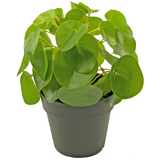 Greenmoods Kunstig Pengeplante 20 cm Greenmoods Kunstig Pengeplante 20 cm