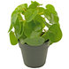 Greenmoods Kunstig Pengeplante 20 cm