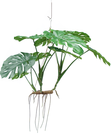 Greenmoods Kunstig hengende plante Monstera 130 cm XL