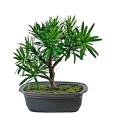 Greenmoods Kunstig Bonsai Podocarpus 20cm Greenmoods Kunstig Bonsai Podocarpus 20cm