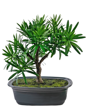 Greenmoods Kunstig Bonsai Podocarpus 20cm Greenmoods Kunstig Bonsai Podocarpus 20cm