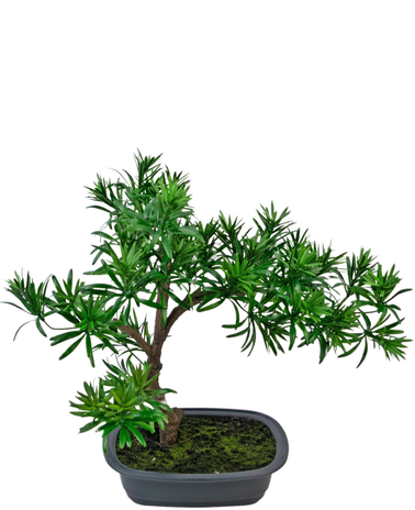Greenmoods Kunstig Bonsai Podocarpus 40cm