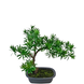 Greenmoods Kunstig Bonsai Podocarpus 40cm