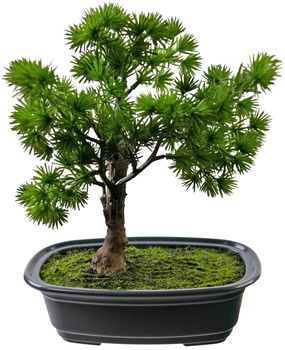 Greenmoods Kunstig Bonsai Einer 20cm Greenmoods Kunstig Bonsai Einer 20cm