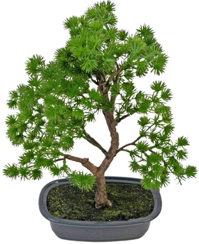 Greenmoods Kunstig Bonsai Einer 30cm Greenmoods Kunstig Bonsai Einer 30cm