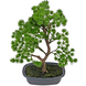 Greenmoods Kunstig Bonsai Einer 30cm