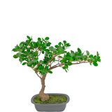 Greenmoods Kunstig plante Bonsai Ficus 40 cm Greenmoods Kunstig plante Bonsai Ficus 40 cm