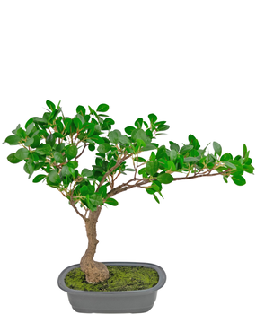 Greenmoods Kunstig plante Bonsai Ficus 40 cm Greenmoods Kunstig plante Bonsai Ficus 40 cm