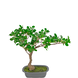 Greenmoods Kunstig plante Bonsai Ficus 40 cm