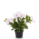Greenmoods Kunstig Petunia Rosa i Potte 25cm