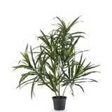 Greenmoods Kunstig Dracaena Reflexa i Potte 63 cm Greenmoods Kunstig Dracaena Reflexa i Potte 63 cm