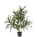 Greenmoods Kunstig Dracaena Reflexa i Potte 63 cm