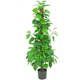 Greenmoods Kunstig Pothos på Stamme 130cm Greenmoods Kunstig Pothos på Stamme 130cm