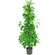 Greenmoods Kunstig Pothos på Stamme 130cm