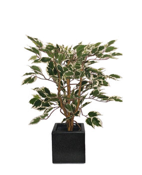 Greenmoods Kunstig Fat Fikus Grønnhvit 90cm Greenmoods Kunstig Fat Fikus Grønnhvit 90cm