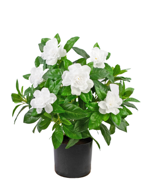 Greenmoods Kunstig plante Gardenia Hvit 39cm Greenmoods Kunstig plante Gardenia Hvit 39cm