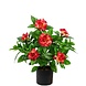 Greenmoods Kunstig Gardenia Fuchsia 39cm