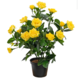 Greenmoods Kunstig Rosebusk i Potte Gul 35cm