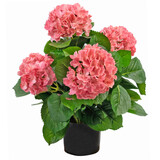 Greenmoods Kunstig Hortensia Rosa 43cm