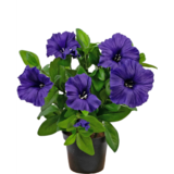 Greenmoods Kunstig Petunia i Potte Lilla 25cm