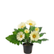 Greenmoods Kunstig Gerbera Kremhvit 28cm