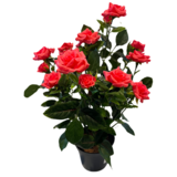 Greenmoods Kunstig Rosebusk i Potte Rosa 35cm