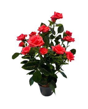 Greenmoods Kunstig Rosebusk i Potte Rosa 35cm