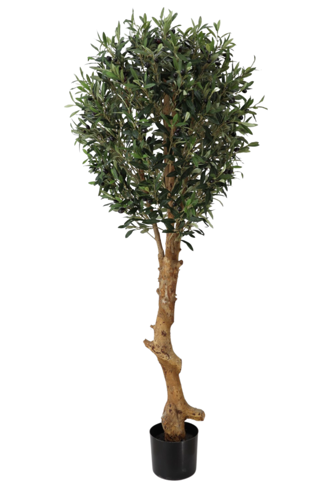 Greenmoods Kunstig Oliventre Twist UV 155cm