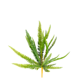 Greenmoods Kunstig plante Bregne 55cm Greenmoods Kunstig plante Bregne 55cm