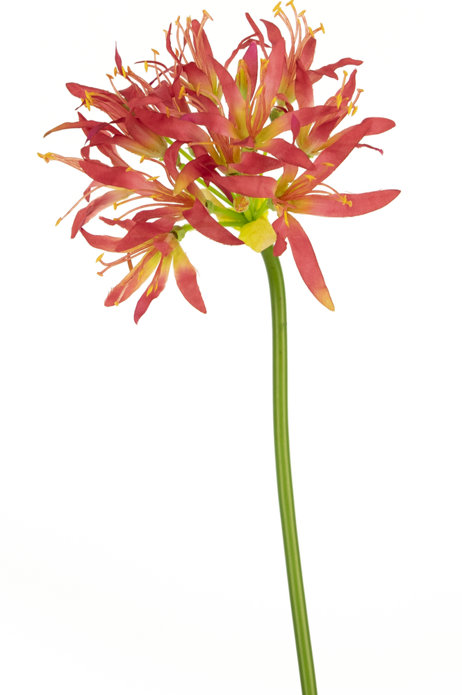 Greenmoods Kunstig Nerine Fuchsia 70cm